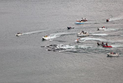 Бойня в Дании дельфинов. «Цивилизованные» европейцы за несколько часов вырезали 1428 дельфинов 04