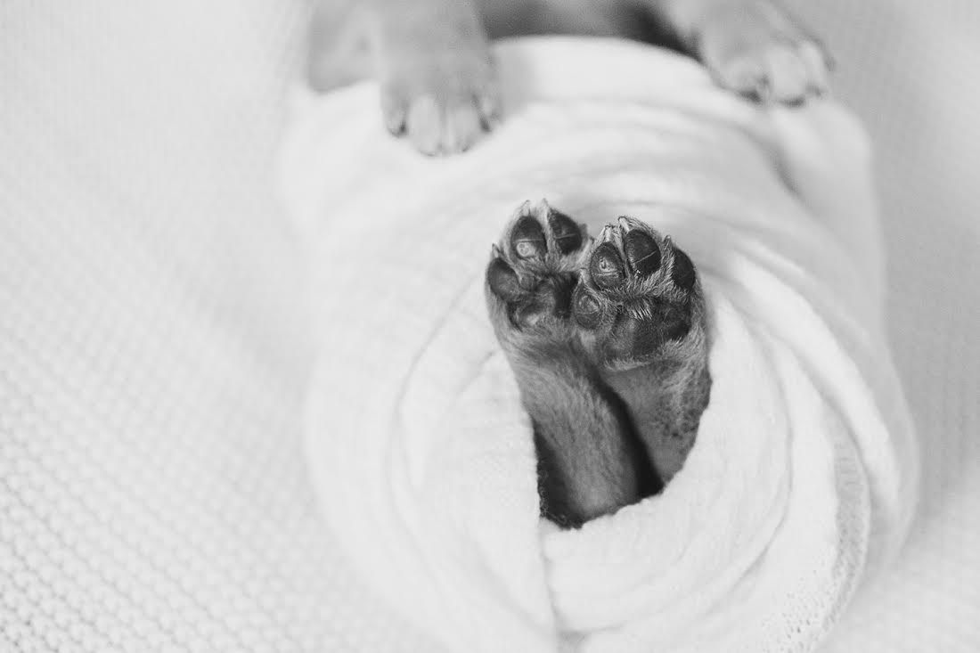 Красивая фотосессия новорожденных щенков