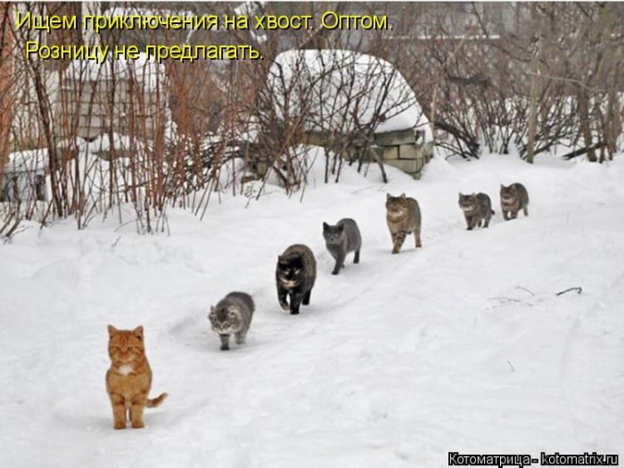 Лучшие котоматрицы за прошедшую неделю
