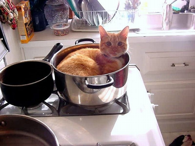 Коты, которых можно налить в любую емкость животные, приколы, удачный кадр, юмор