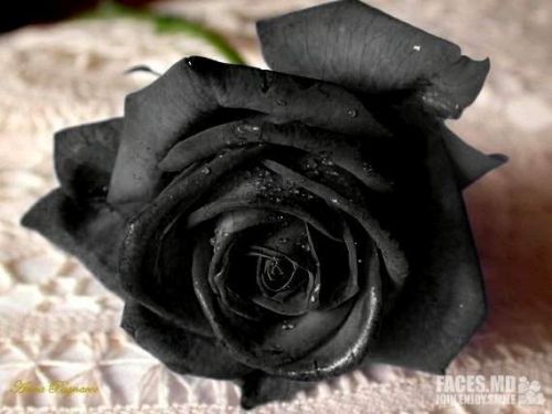 Картинки по запросу черная роза