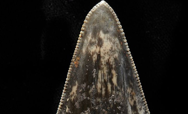 В одной точке Индийского океана найдены сотни акульих зубов возрастом 1000 лет. Зубы лежат так, словно их кто-то собрал Культура