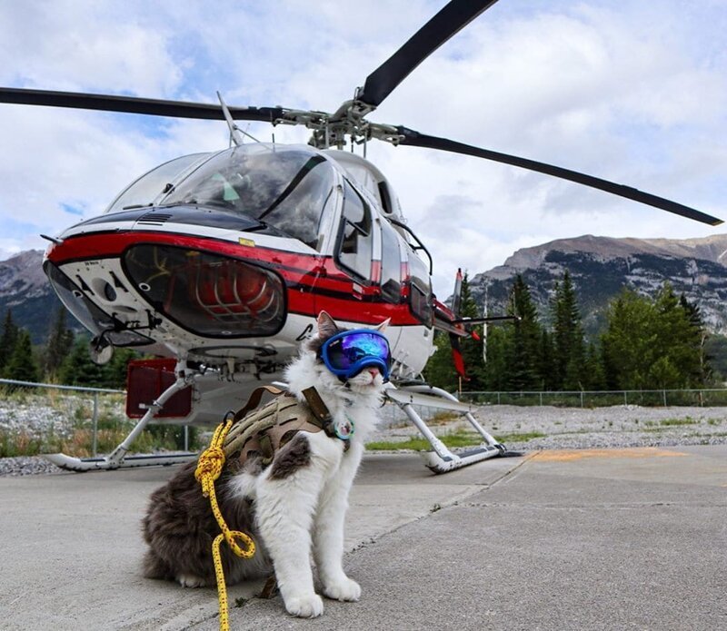 Пушистый кот из Канады гуляет по горам и ведёт Инстаграм, которому позавидует любой тревел-блогер Кот путешественник,мир,отдых,путешествие,турист