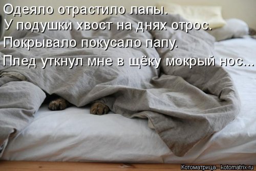 Лучшая котоматрица недели Лучшая котоматрица недели смешные картинки