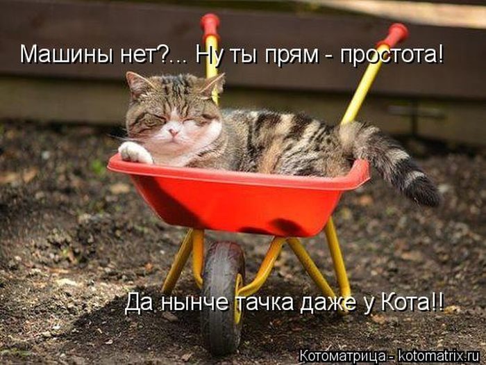 Лучшие котоматрицы за прошедшую неделю