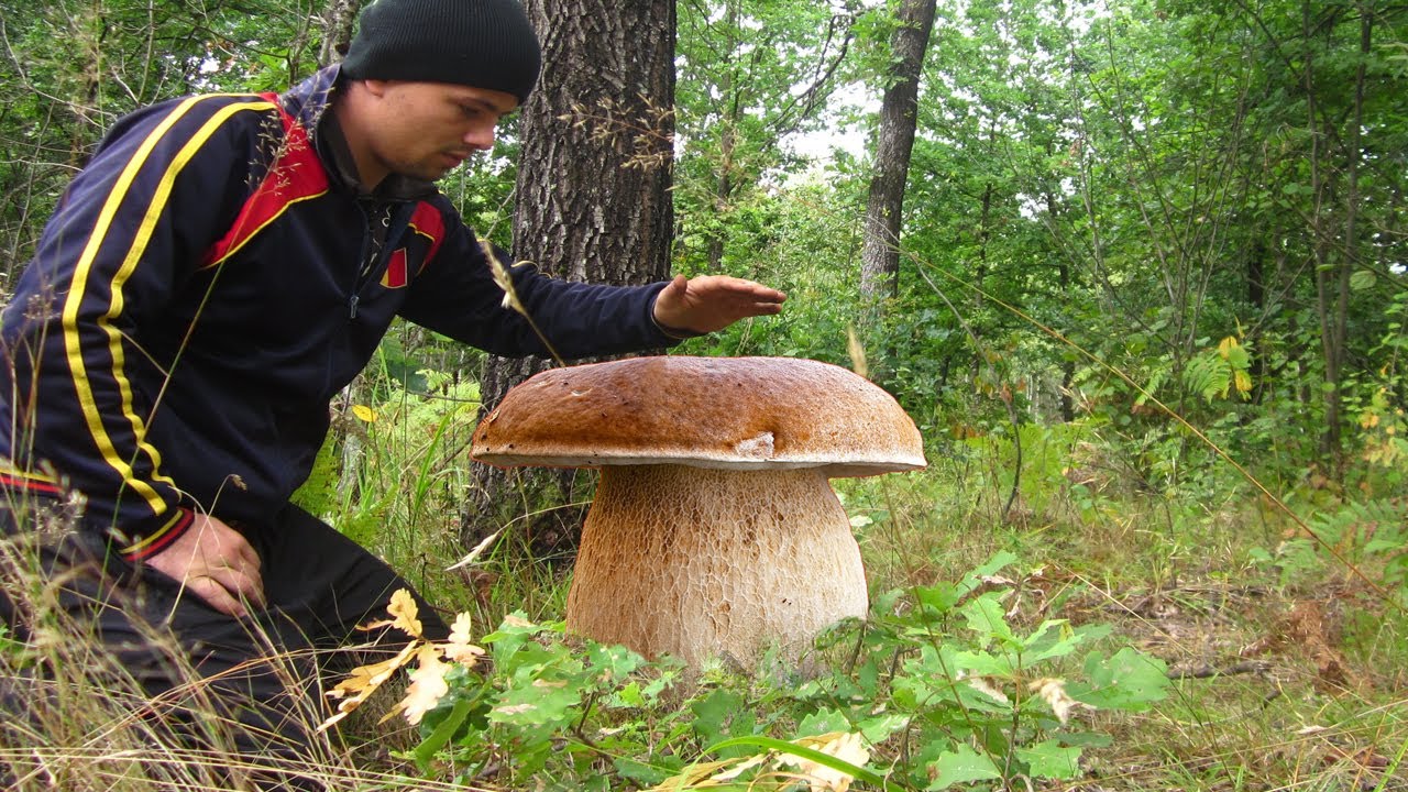 Грибы чемпионы