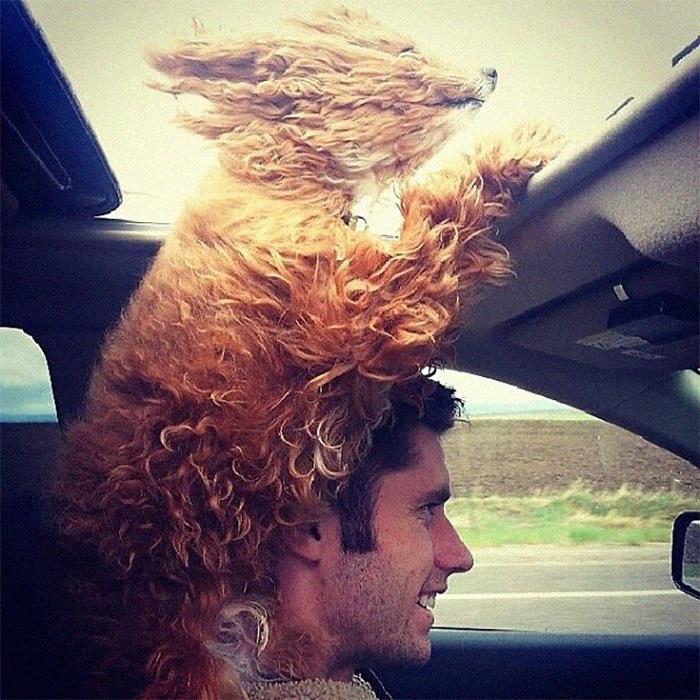 рыжая собака на плечах у мужчины в авто