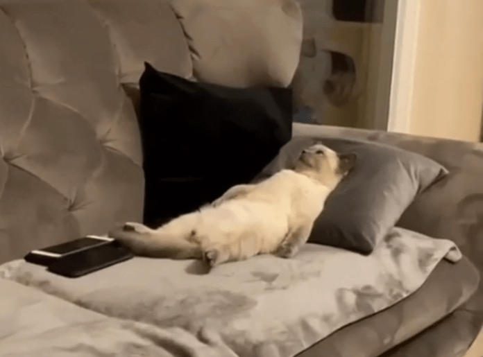 Без кота и жизнь не та