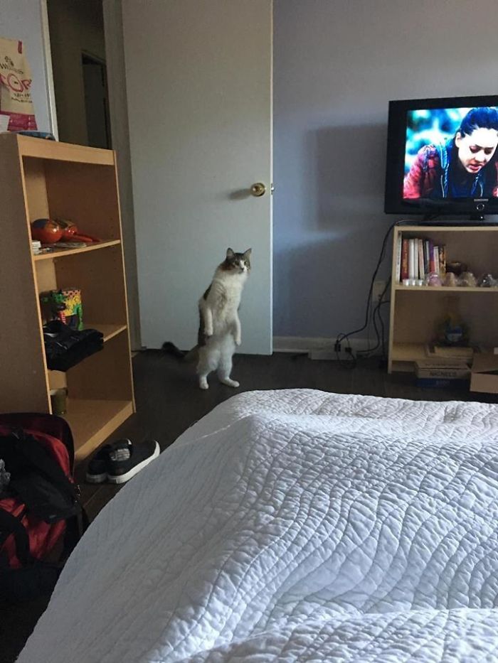 кот стоит на задних лапах в спальне