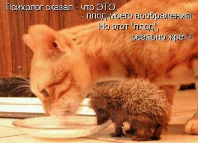 Забавные фотоистории из жизни кошек позитив,Смешные животные