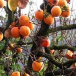 Как растет хурма в саду