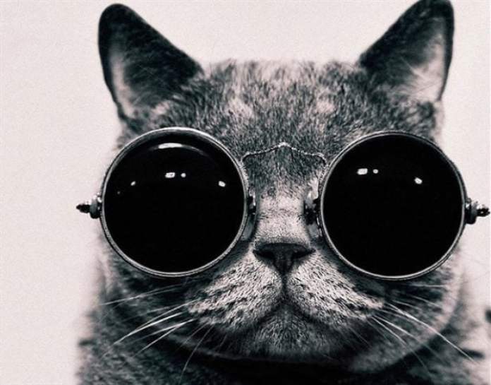 Кошатникам на заметку! 30 интересных фактов о кошках + несколько полезных советов кошки, Кошки, кошка, чтобы, когда, очень, кошке, может, кошек, Когда, больше, которые, трутся, находятся, глаза, запахи, могут, Кошка, поэтому, мозга