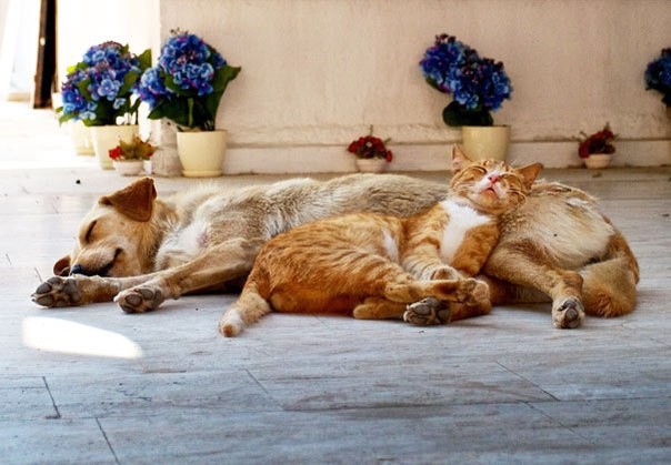 Фото котов, которые думают, что собака — это подушка животные, коты, факты