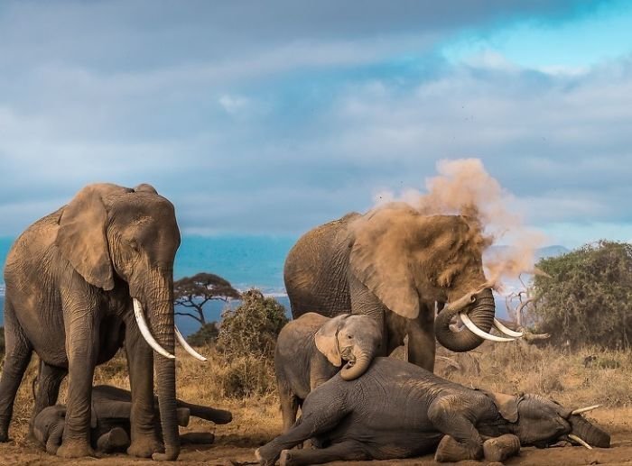 Этот мир продолжает нас удивлять: опубликованы лучшие фотографии премии National Geographic 2018 природа