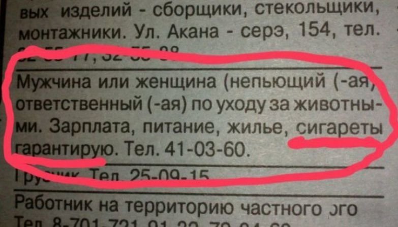 13. У животных видимо никотиновая зависимость вакансии, интересно, интернет, объявления, подборка, работа, соискатели, фото