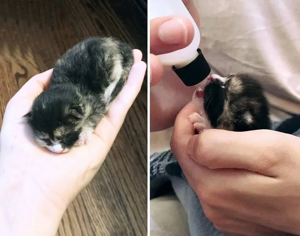 Без кота и жизнь не та