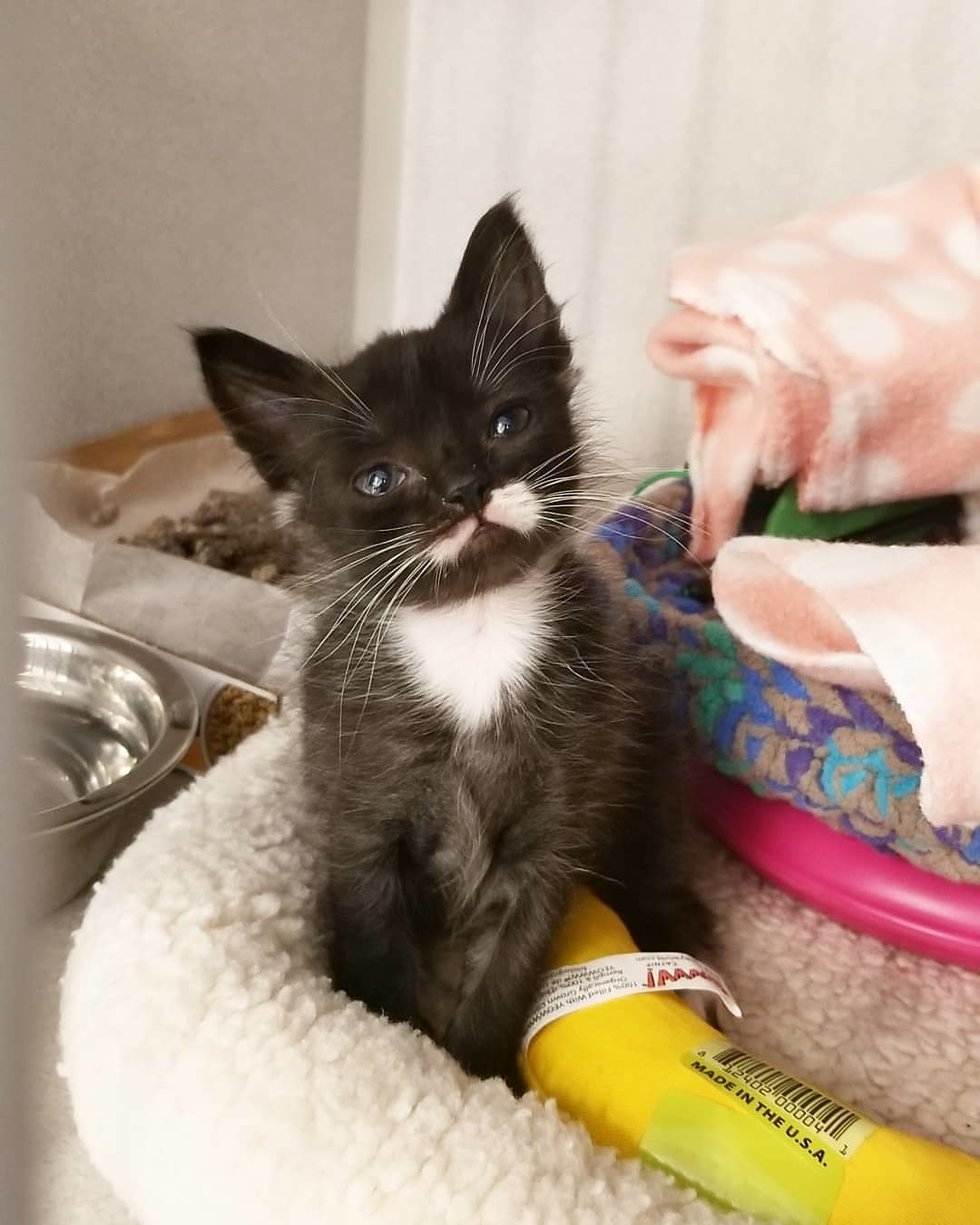 Котёнок размером с суповую ложку решил во что бы то ни стало вырасти большим и сильным Котёнок размером с суповую ложку решил во что бы то ни стало вырасти большим и сильным