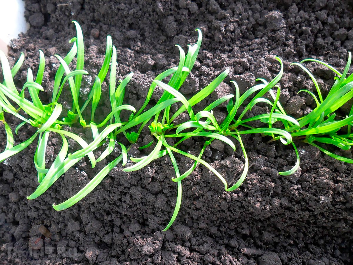 Выращивание шпината в открытом грунте: посадка и уход
