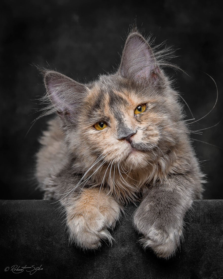 NewPix.ru - Американская енотовая кошка Maine Coon