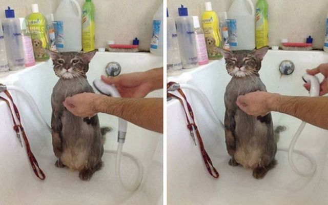 Пусть он ходит везде с тобой, там поймешь, кто такой..) веселые картинки