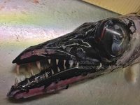 16 новых снимков зловещих и удивительных жителей глубин от мурманского рыбака