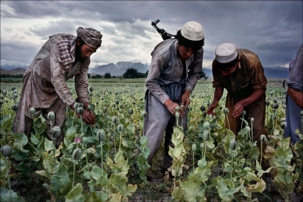 На маковых полях Афганистана, 1992 год. было, история, фото
