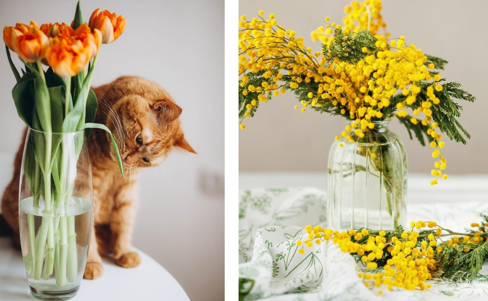 Мимозы, тюльпаны и еще 6 смертельно опасных для кошек цветов кошек, опасны, может, цветы, листья, также, содержат, букеты, судороги, координации, нарушение, очень, части, симптомы, питомцев, цветки, стебли, стоит, марта, рвота