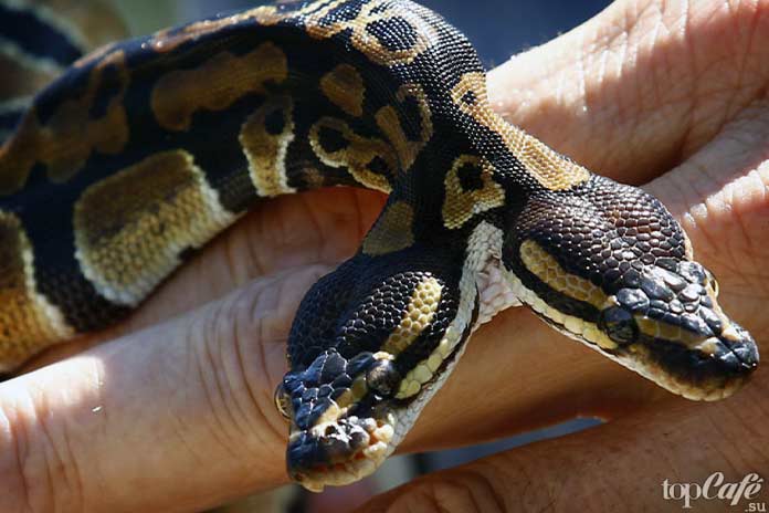 Самые интересные факты о змеях: Двухголовые змеи