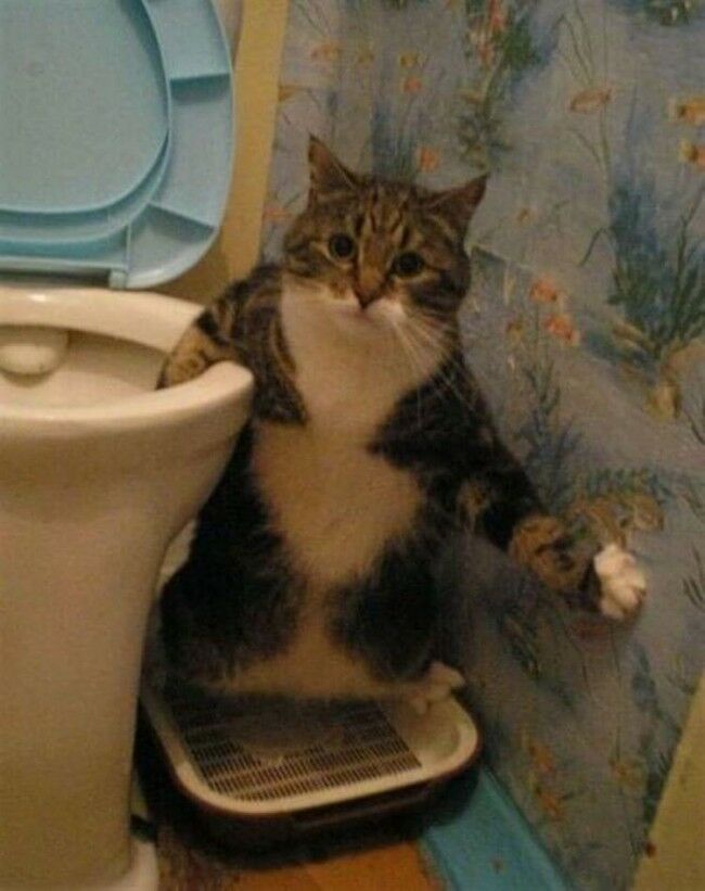 Забавные фотоистории из жизни кошек позитив,Смешные животные