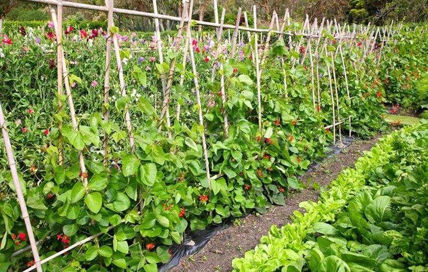 Секреты и методики вертикального озеленения дача,сад и огород,садоводство