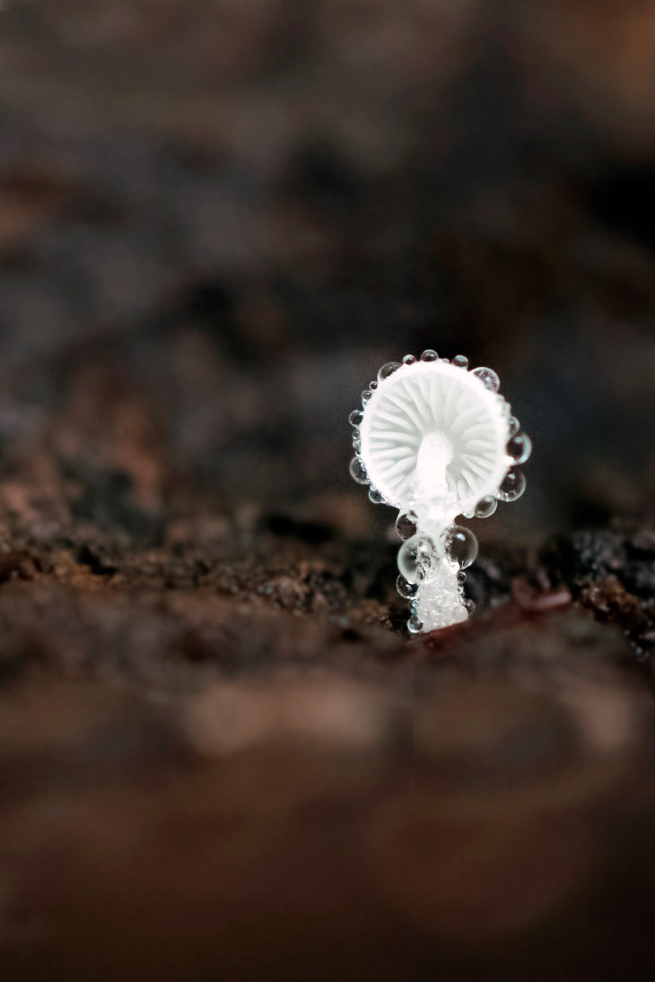 Лучшие фотографии природы от Британского экологического общества British, Ecological, Society, Photography, García, Roberto, Khristian, Valencia, семейства, ужеобразных, улиткоед, Любит, CompetitionДымчатый, Whitworth, Andrew, КостаРика, полуострове, CompetitionЛенивец, Британское, Колумбии