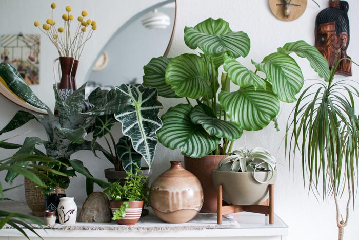 Модники среди комнатных растений: 14 видов, которые украсят ваш дом