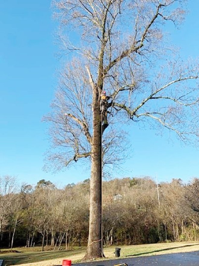 Дерево в парке