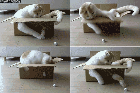 Cat Box_014