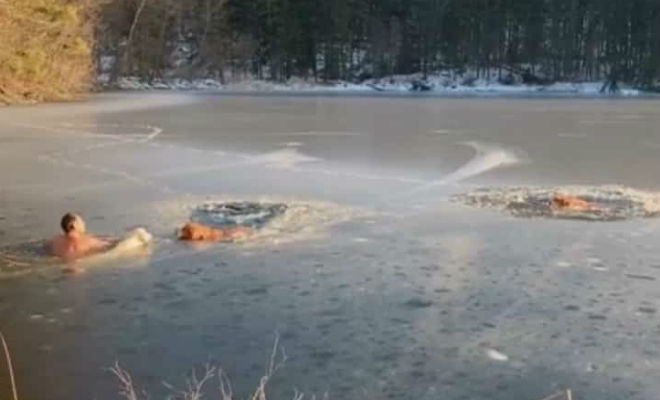 Две собаки упали в ледяную воду, но на помощь пришел сибиряк собаки, могли, бросился, Юрьев, закончилось, золотистый, ретривер, последовал, хозяиномВместе, сумели, пробиться, попавшим, животным, вызволить, ледяного, плена, правда, хорошо, сбросил, окружающие