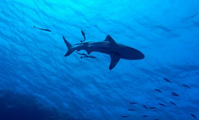 Огромная рыба поднялась из глубин и проглотила акулу на глазах рыбаков