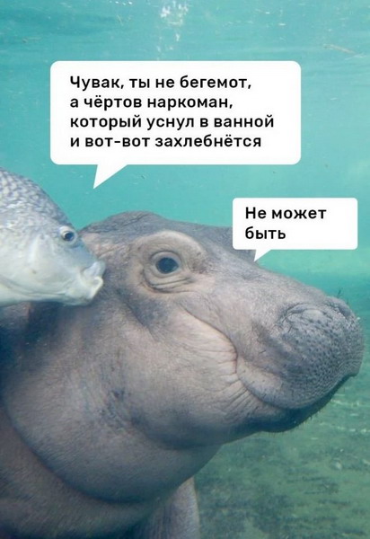 Забавных зверьков вам в ленту! Забавных зверьков вам в ленту!