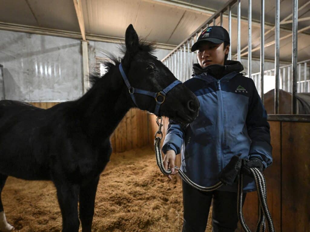 Клонированная лошадь пока слишком молода для скачек: чтобы оценить ее качества в реальном состязании, придется подождать еще два-три года / © Jade Gao / AFP