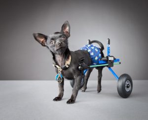 Собачья жизнь