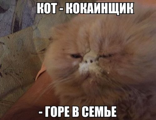 Прикольные картинки дня (55 шт)