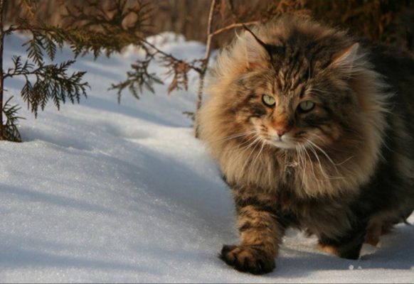 Норвежская лесная: легенды про кошек