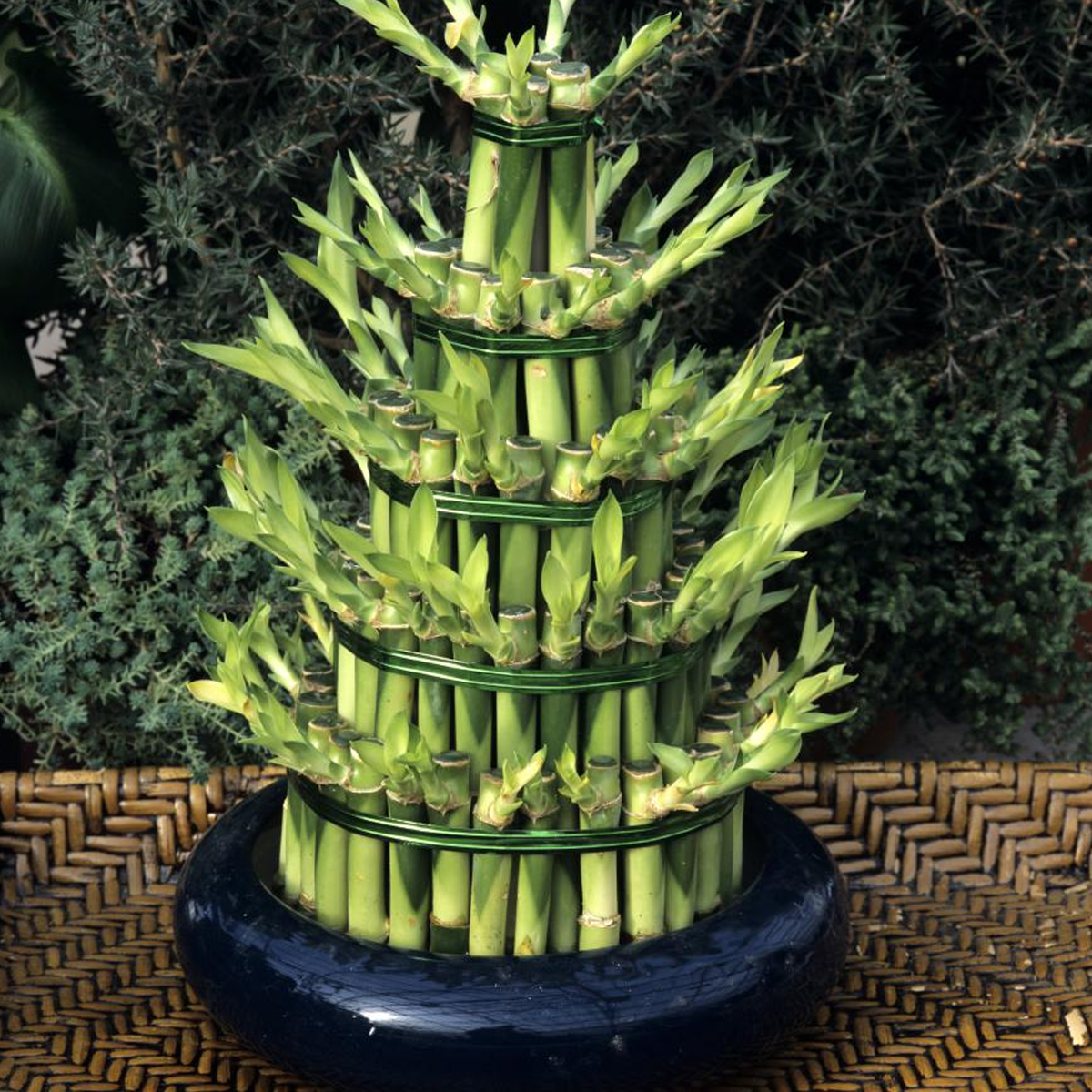 5 растений которые принесут деньги в дом 5 растений которые принесут деньги в дом идеи для дома,комнатные растения