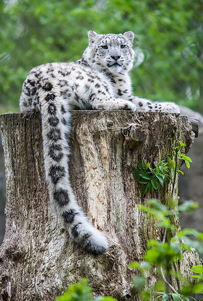 Snow Leopard