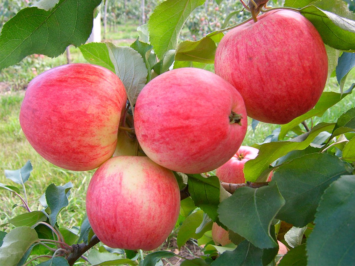 Яблоки бывают разные: разбираемся в популярных сортах яблони