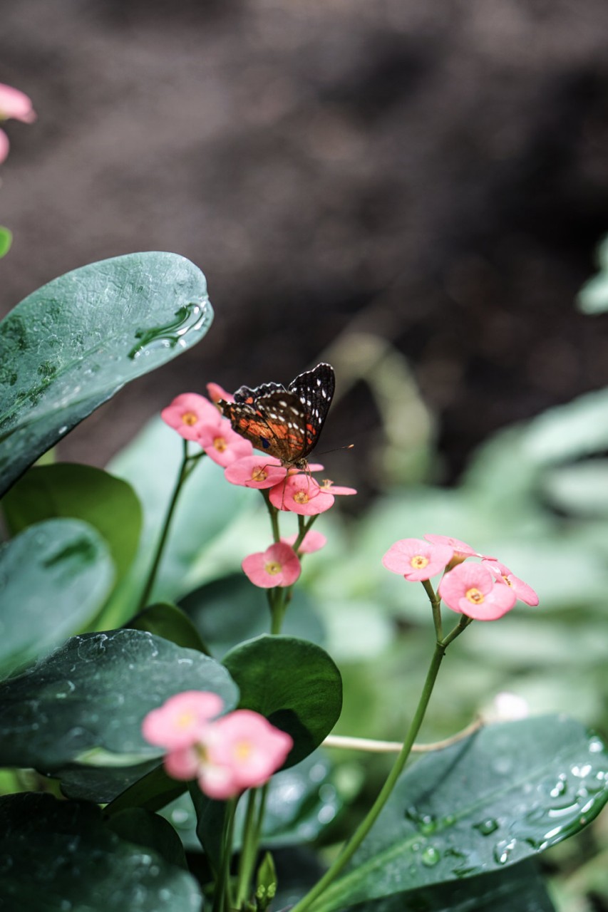 Seattle Washington Pacific Science Center-32.jpg