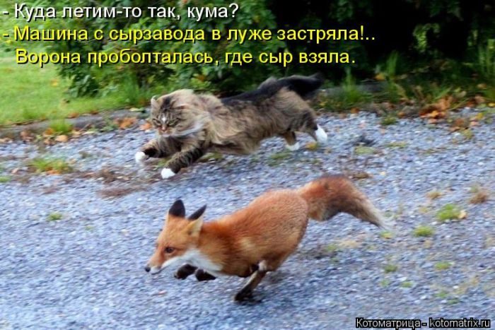 Лучшие котоматрицы за прошедшую неделю