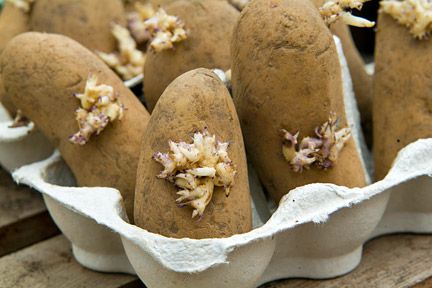 Как правильно подготовить картофель к посадке?