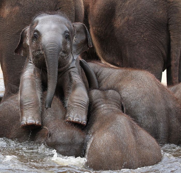 Baby Elephant