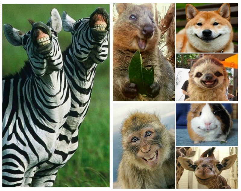 Покажи улыбающихся зверей. Эмоциональные животные. Улыбающиеся животные. Коллаж Веселые животные. Много животных.