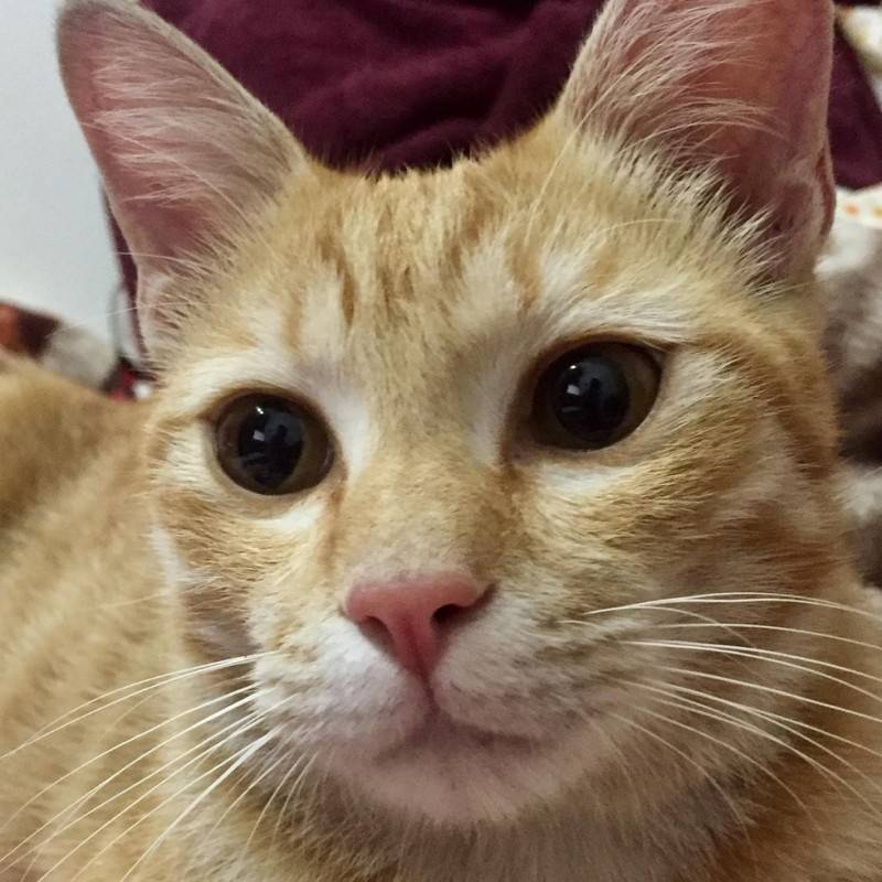 Маленький рыжий котенок был найден под автомобилем и принят в семью